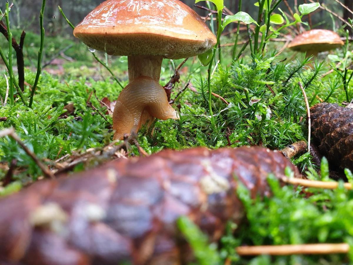 De Kleine Kriemelkuil Villa Ermelo Kültér fotó